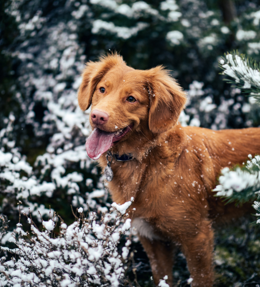 Chien roux dans la neige