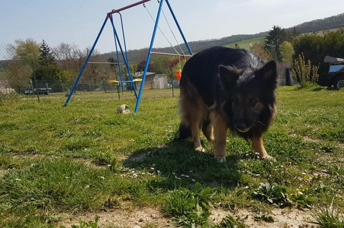 Chasse aux œufs canins, kezako ?!
